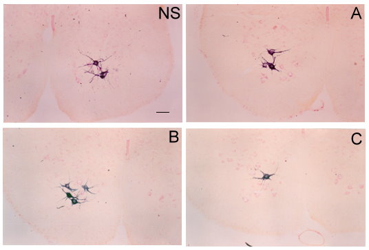 Pubococcygeus motoneuron